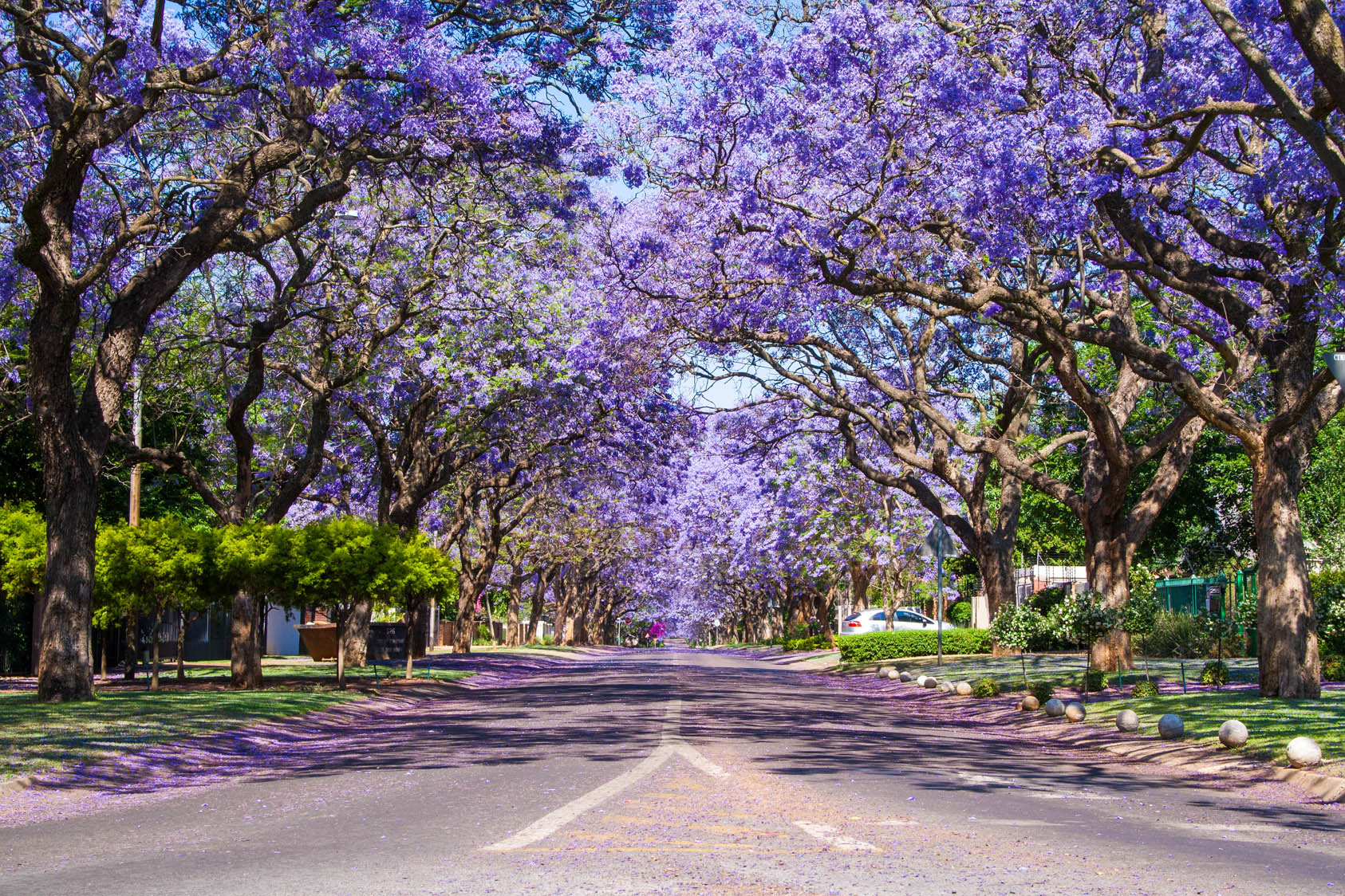 Pretoria - Thành phố hoa phượng tím